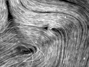 Three noticeable out-of-plane microtubule bundles are misaligned with the rest of the microtubules at the bottom left of the image.